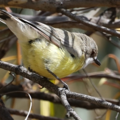 Gerygone olivacea (White-throated Gerygone) at Majura, ACT - 18 Feb 2020 by jbromilow50