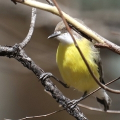 Gerygone olivacea at Majura, ACT - 19 Feb 2020 09:43 AM