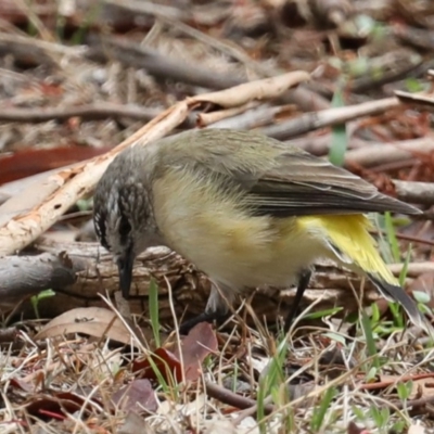 Acanthiza chrysorrhoa (Yellow-rumped Thornbill) at Majura, ACT - 19 Feb 2020 by jb2602