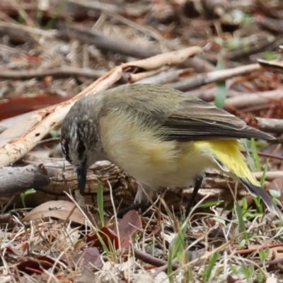 Acanthiza chrysorrhoa (Yellow-rumped Thornbill) at Majura, ACT - 18 Feb 2020 by jbromilow50