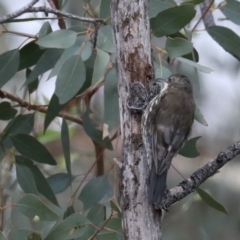 Cormobates leucophaea (White-throated Treecreeper) at Majura, ACT - 19 Feb 2020 by jb2602