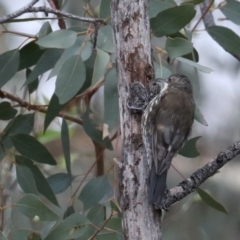 Cormobates leucophaea (White-throated Treecreeper) at Majura, ACT - 19 Feb 2020 by jbromilow50