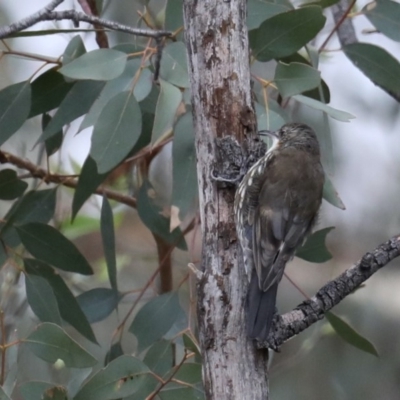 Cormobates leucophaea (White-throated Treecreeper) at Majura, ACT - 19 Feb 2020 by jbromilow50