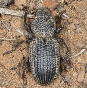 Cubicorhynchus maculatus at Majura, ACT - 19 Feb 2020 12:41 PM