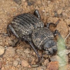 Cubicorhynchus maculatus at Majura, ACT - 19 Feb 2020 12:41 PM