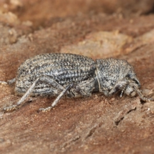 Cubicorhynchus maculatus at Majura, ACT - 19 Feb 2020 12:41 PM