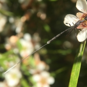 Gasteruption sp. (genus) at Acton, ACT - 20 Feb 2020