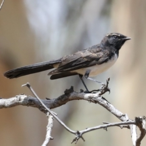 Rhipidura leucophrys at Majura, ACT - 19 Feb 2020