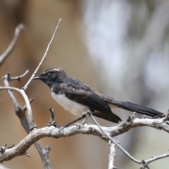 Rhipidura leucophrys at Majura, ACT - 19 Feb 2020