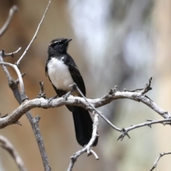 Rhipidura leucophrys at Majura, ACT - 19 Feb 2020