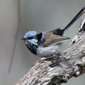 Malurus cyaneus at Majura, ACT - 19 Feb 2020 10:35 AM