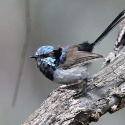 Malurus cyaneus (Superb Fairywren) at Majura, ACT - 18 Feb 2020 by jbromilow50