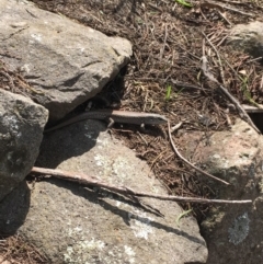 Liopholis whitii (White's Skink) at Mittagong, NSW - 20 Feb 2020 by BLSHTwo