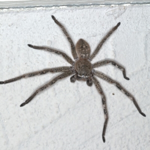 Neosparassus calligaster at Ainslie, ACT - 18 Feb 2020