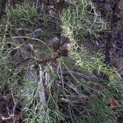 Petrophile pedunculata (Conesticks) at Mittagong, NSW - 18 Feb 2020 by Echidna