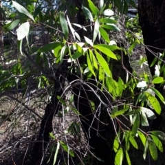 Persoonia levis (Broad-leaved Geebung) at Mittagong, NSW - 18 Feb 2020 by KarenG