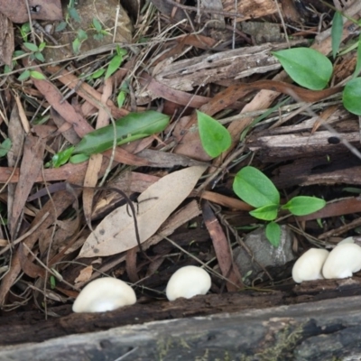 Crepidotus variabilis (Crepidotus variabilis) at Quaama, NSW - 15 Feb 2020 by FionaG