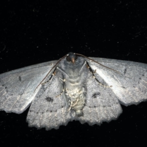 Melanodes anthracitaria at Ainslie, ACT - 18 Feb 2020