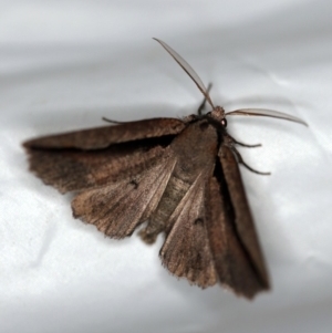 Nisista undescribed species (genus) at Paddys River, ACT - 11 Nov 2018