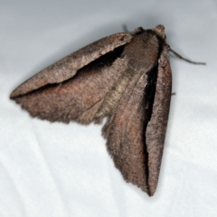 Nisista undescribed species (genus) at Paddys River, ACT - 11 Nov 2018