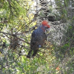 Callocephalon fimbriatum (Gang-gang Cockatoo) at Bundanoon, NSW - 3 Dec 2016 by GlossyGal