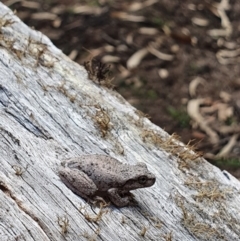 Litoria peronii (Peron's Tree Frog, Emerald Spotted Tree Frog) at Wyndham, NSW - 19 Feb 2020 by Volplana