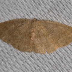 Casbia (genus) (A Geometer moth) at Paddys River, ACT - 18 May 2018 by Bron