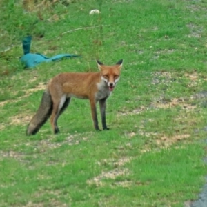 Vulpes vulpes at Paddys River, ACT - 19 Feb 2020 11:49 AM