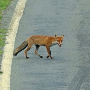 Vulpes vulpes at Paddys River, ACT - 19 Feb 2020 11:49 AM