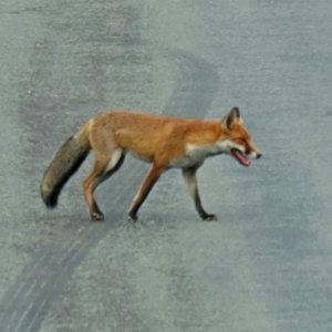 Vulpes vulpes at Paddys River, ACT - 19 Feb 2020 11:49 AM