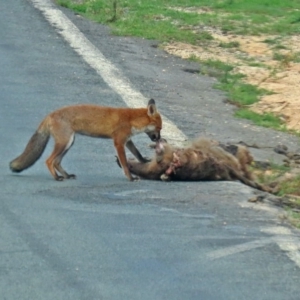 Vulpes vulpes at Paddys River, ACT - 19 Feb 2020 11:49 AM