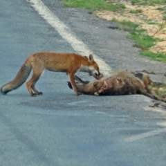 Vulpes vulpes at Paddys River, ACT - 19 Feb 2020 11:49 AM