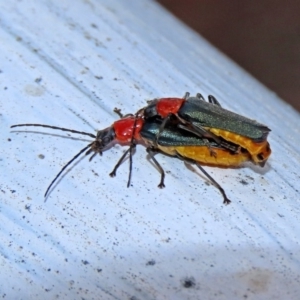 Chauliognathus tricolor at Paddys River, ACT - 19 Feb 2020 11:39 AM