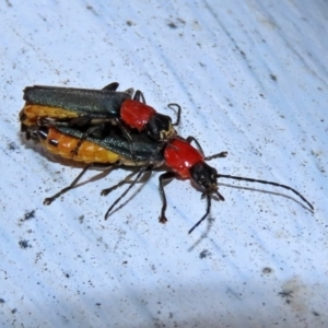 Chauliognathus tricolor at Paddys River, ACT - 19 Feb 2020