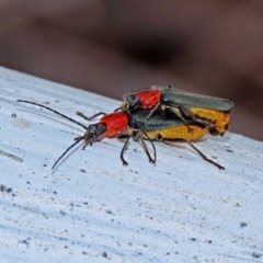 Chauliognathus tricolor at Paddys River, ACT - 19 Feb 2020 11:39 AM