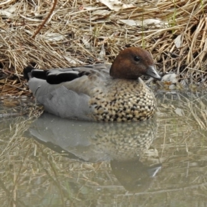 Chenonetta jubata at Paddys River, ACT - 19 Feb 2020