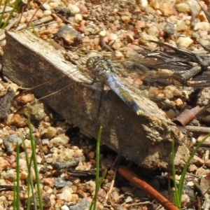 Orthetrum caledonicum at Paddys River, ACT - 19 Feb 2020