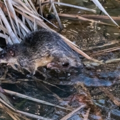 Hydromys chrysogaster (Rakali or Water Rat) at Belconnen, ACT - 27 Jun 2015 by dhkmapr