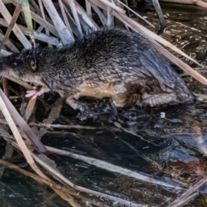 Hydromys chrysogaster at Belconnen, ACT - 27 Jun 2015