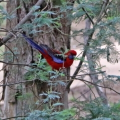 Platycercus elegans at Paddys River, ACT - 19 Feb 2020