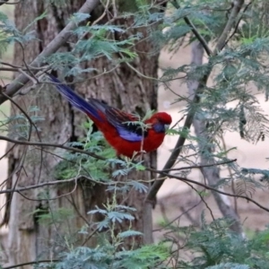 Platycercus elegans at Paddys River, ACT - 19 Feb 2020