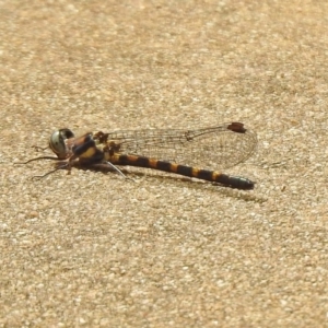 Cordulephya pygmaea at Paddys River, ACT - 19 Feb 2020