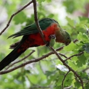 Alisterus scapularis at Paddys River, ACT - 19 Feb 2020