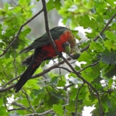 Alisterus scapularis at Paddys River, ACT - 19 Feb 2020