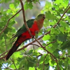 Alisterus scapularis at Paddys River, ACT - 19 Feb 2020