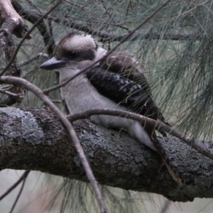 Dacelo novaeguineae at Paddys River, ACT - 19 Feb 2020