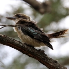 Dacelo novaeguineae at Paddys River, ACT - 19 Feb 2020