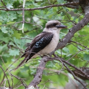 Dacelo novaeguineae at Paddys River, ACT - 19 Feb 2020