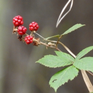 Rubus sp. at Paddys River, ACT - 19 Feb 2020