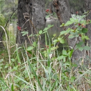 Rubus fruticosus species aggregate at Paddys River, ACT - 19 Feb 2020